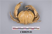 藏品(喇叭蟹)的圖片